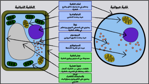 معلمه علوم وكيمياء