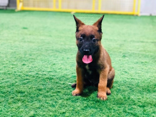 Two Belgian Malinois for Sale