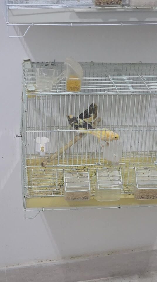 5 Canary ( Male & female)