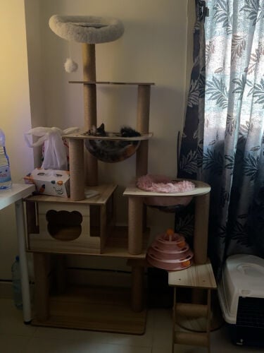cat tree