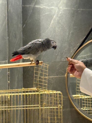 Grey parrot for sale