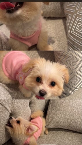 Bella