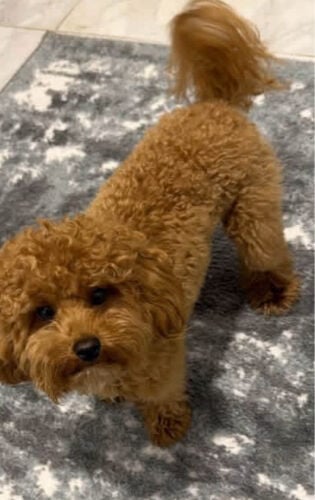 Toy Poodle for Sale