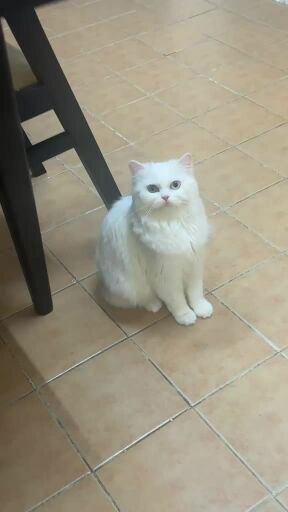 female cat