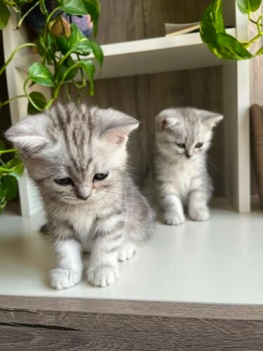 Cats