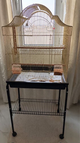 Big birds cage
