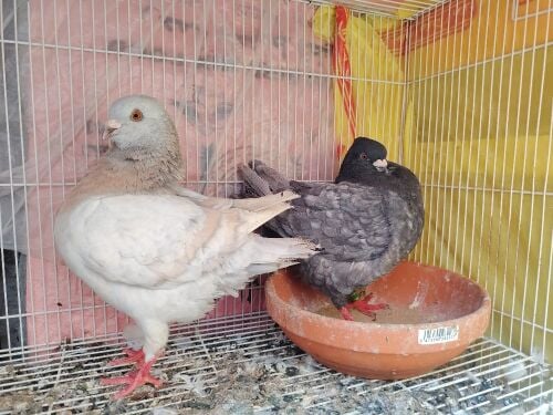 irani pigeons only pair120