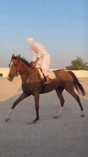 فرس ثربرد قويه منجزه ف ريس 