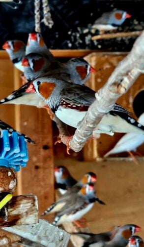 Male Finches Sale