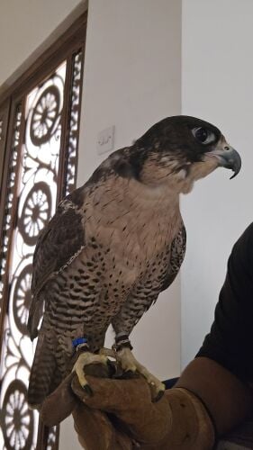 جير شاهين  اقرا الوصف