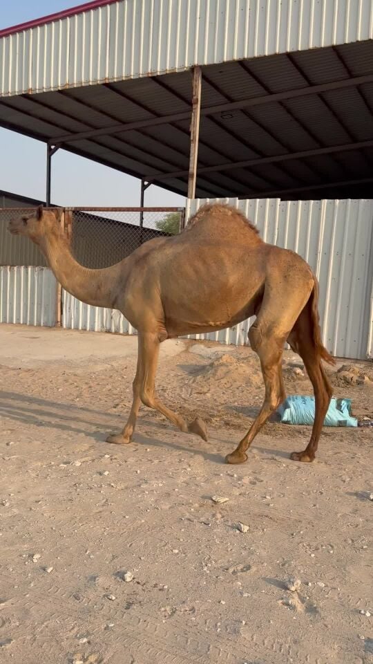 للبيع عشرا مهجنه