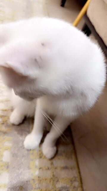 cats
