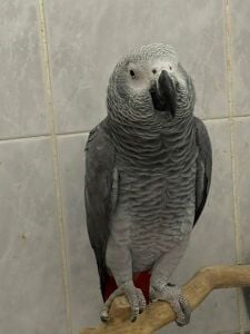 casco male 5 years plus