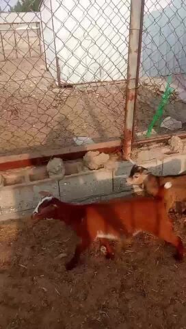 تيوس لباني