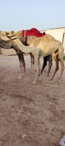 بكره حقه تروح لقيه مهجنه 33102826