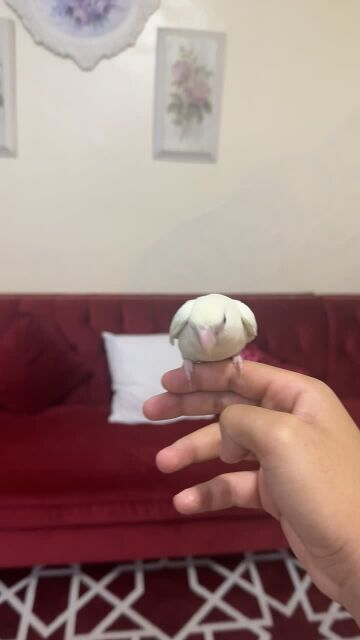 للبيع فرخ روز مفطوم اليف وهدد 