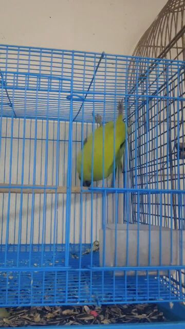 green ringneck male