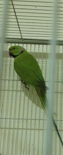 Indian Ring Neck Parrot