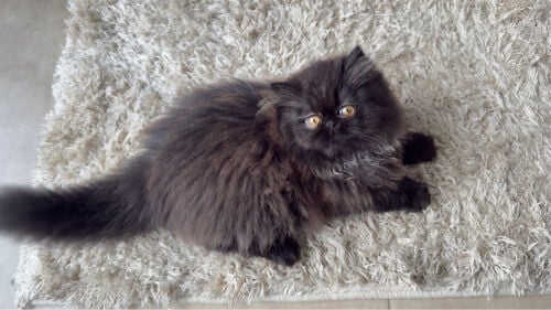Pure Persian pickyface kitten 
