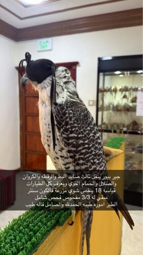 جير بيور 