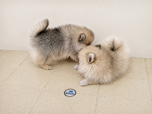 Teacup Pomeranian