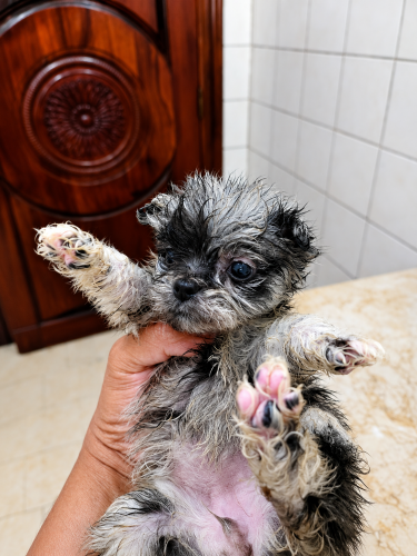 Teacup Merle Color Pomeranian