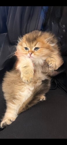 قطه
