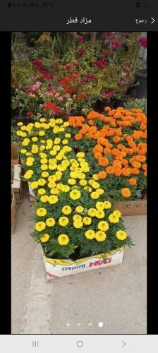 مزارع ومقطع أشجار وزراعة الورد