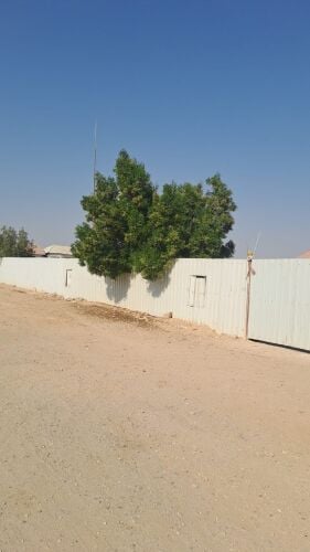 عزبتين للبيع بالخور