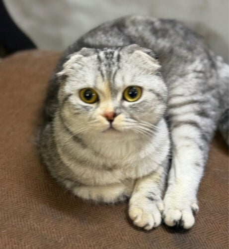 require male cat for mating 