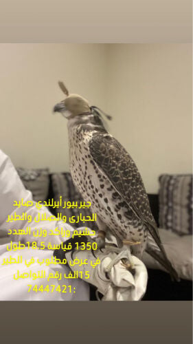 جير بيور