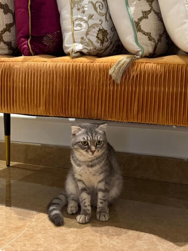 scotch Cat
