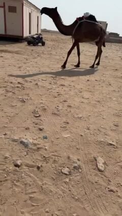 محمد