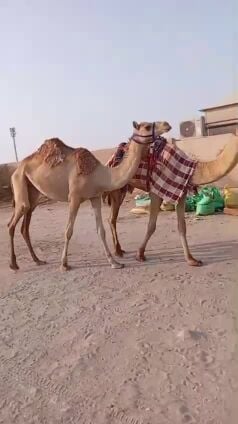 يجدعه   اخواته  كله سبق