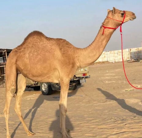 حياكم الله مزاد الابل قروب واتساب