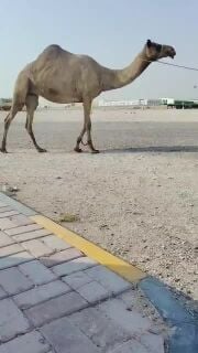 عشرا
