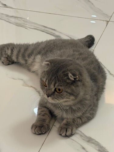 loly