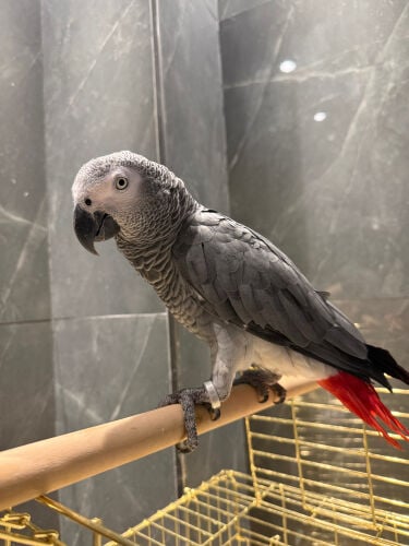 African Grey Parrot 