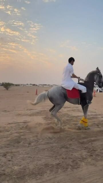 حصان عربي ريس