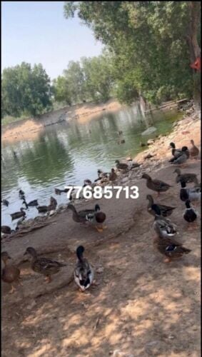 بط طيار للتوصل 77685713