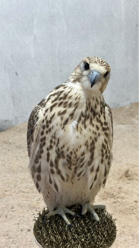 حر بكر