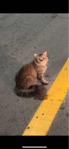 LOST CAT