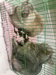 cat for sale