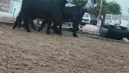 للبيع معزاء عوارض دفيع طيبه
