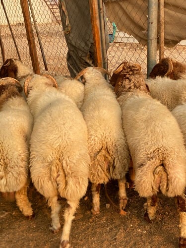ذبايح فاخره 
