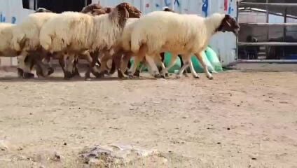 للبيع شويهات سوريه طيبه فاخره