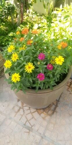 Balooshi Gardener