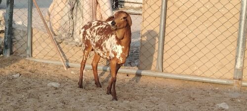 للبيع رخله بربري بريش طيبه