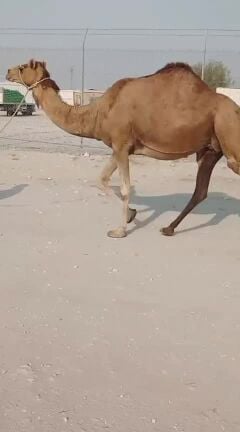 للبيع ناقه متلي