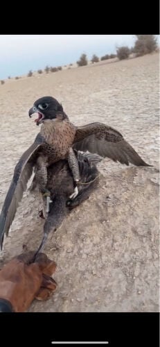 جير تبع صايد